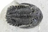 Bargain, Hollardops Trilobite Fossil - Ofaten, Morocco #340901-1